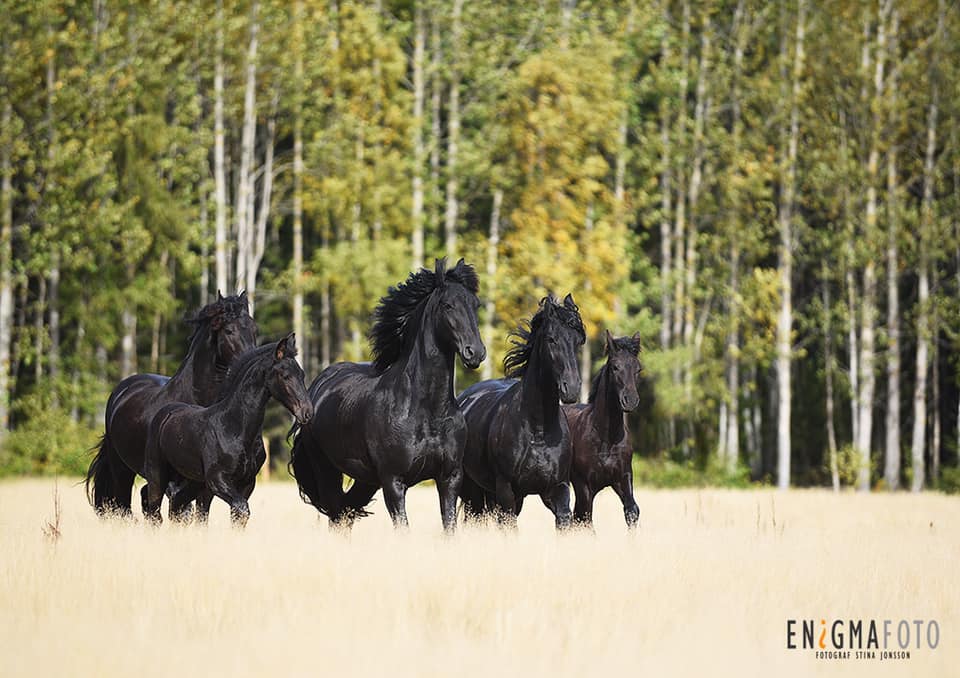 Aftonmora Friesian Horse Breeding